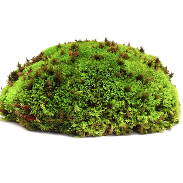 All Natural Living Frog Pillow Moss Reptile & Amphibian Substrate