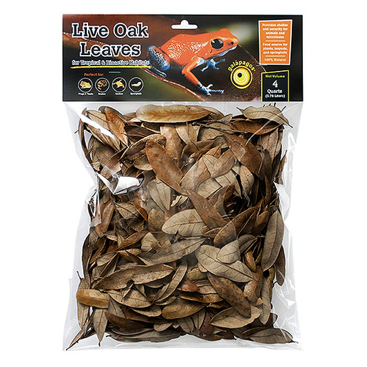Live Oak Leaves for Tropical & Bioactive Terrariums